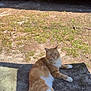 cat, orange_cat, white_cat, fluffy_cat, outdoor, sunlight, grass, dirt, car, red_car, animal, pet, relaxed, lying_down, tail, nature, daytime, mammal, whiskers, ears