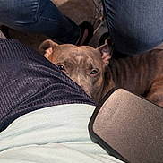 Buttbutt is registered to the contest to win money with this photo: dog, pet, indoor, person, jeans, clothing, floor, chair, curious, animal, brown_dog, peeking, resting, casual, seated, home, looking_up, legs, close_up, companion