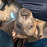 Buttbutt joined the competition — help win amazing prizes! dog, pet, brown_dog, looking_up, indoors, carpet, jeans, footwear, human_legs, curious, canine, closeup, snout, ears, floor, casual, domestic, companionship, animal, cute