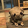 Buttbutt joined the competition — help win amazing prizes! dog, indoor, rug, carpet, wooden_shelf, wicker_basket, sliding_glass_door, home, pet, relaxed, brown_dog, floor, furniture, resting, quiet, calm, domestic, animal, living_room, cozy