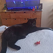 Yesca joined the competition — help win amazing prizes! black_cat, cat, animal, pet, indoor, bed, blanket, furniture, dresser, television, sports, football, living_room, wood, toy, red_object, relaxed, lying_down, side_eye, cozy