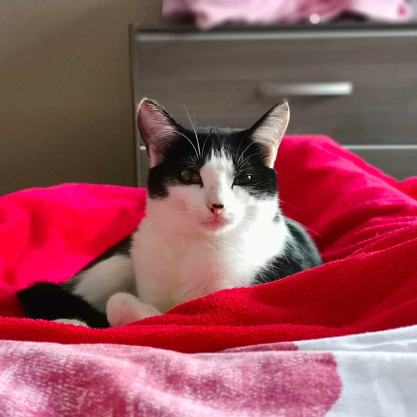 Chipie a rejoint le concours — aidez-le/la à gagner de superbes lots ! animal, bed, blanket, cat, furniture, kitten, pet, quilt