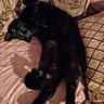 Jackie is registered to the contest to win money with this photo: animal, black_cat, cat, couch, cozy, cushions, cute, domestic_cat, feline, fur, home, indoor, lounging, mammal, pet, pink_quilt, relaxed, resting, sleepy, whiskers