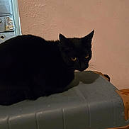 Jackie is registered to the contest to win money with this photo: animal, beige_wall, black_cat, cat, dark, ears, eyes, feline, floor, indoor, luggage, pet, quiet, resting, shadow, sitting, suitcase, wall, wood_floor, zipper