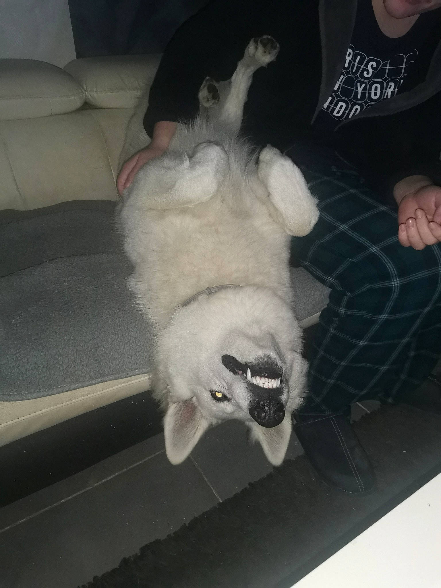 Ulka a rejoint le concours — aidez-le/la à gagner de superbes lots ! car, comfort, companion_dog, couch, dog_breed, foot, fun, fur, gesture, hand, human_body, human_leg, knee, leg, stuffed_toy, tail, thigh, toy, trunk, vehicle_door