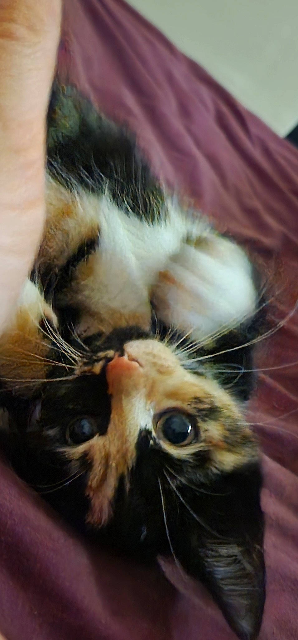 Crumpet joined the competition — help win amazing prizes! carnivore, cat, claw, comfort, domestic_short_haired_cat, ear, felidae, fur, head, nap, nose, paw, plant, sleep, small_to_medium_sized_cats, snout, tail, textile, whiskers