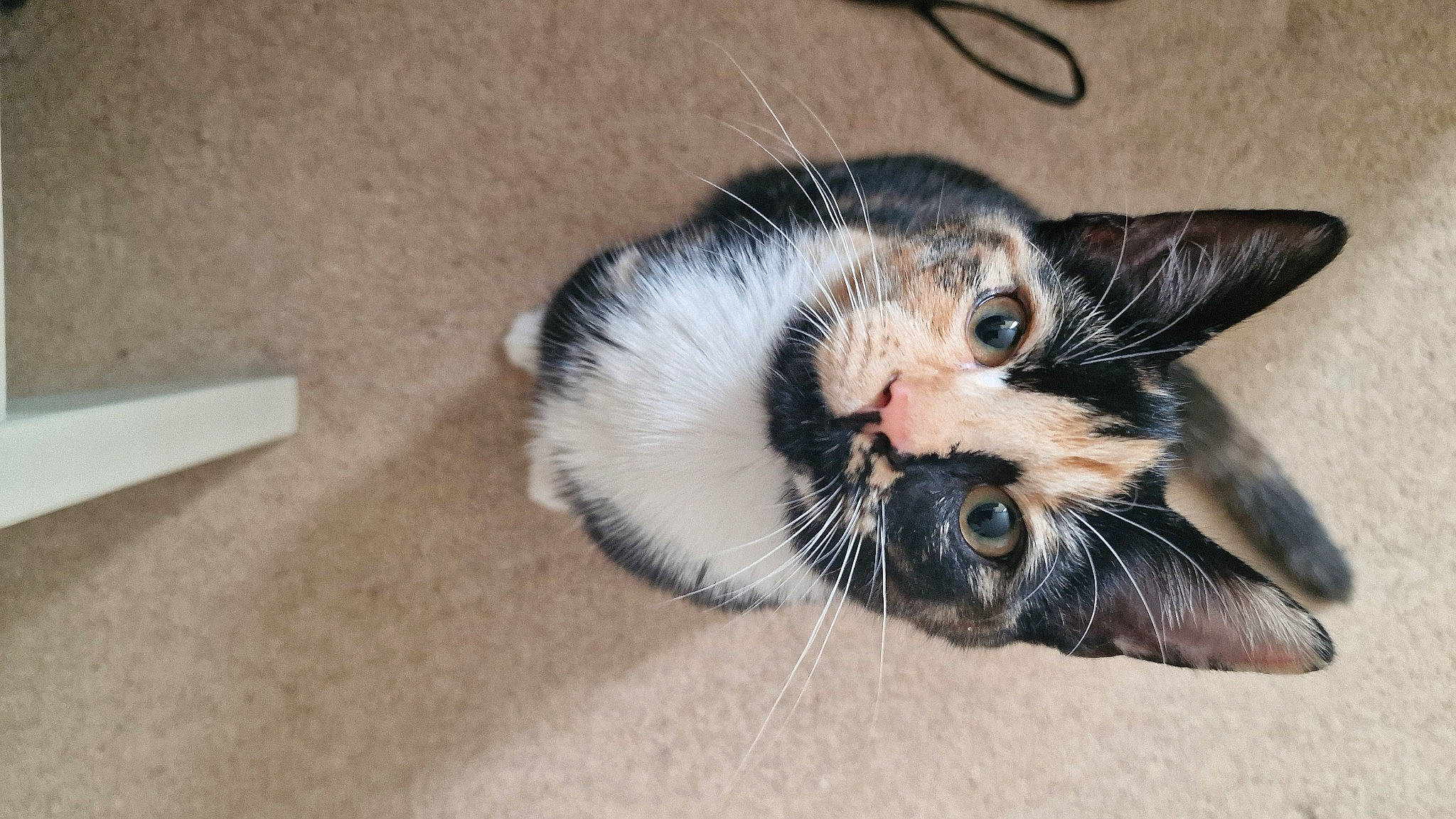 Crumpet joined the competition — help win amazing prizes! carnivore, cat, claw, comfort, domestic_short_haired_cat, ear, felidae, flooring, foot, fur, hardwood, paw, small_to_medium_sized_cats, snout, tail, whiskers