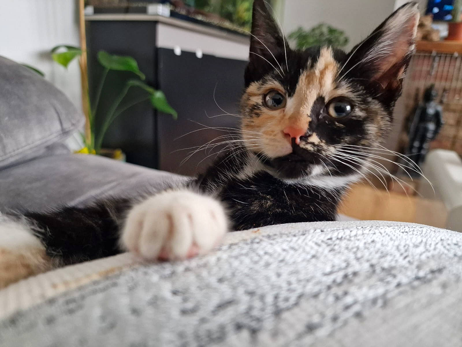 Crumpet joined the competition — help win amazing prizes! carnivore, cat, claw, comfort, domestic_short_haired_cat, eye, felidae, fur, houseplant, paw, plant, sitting, small_to_medium_sized_cats, snout, tree, whiskers, window