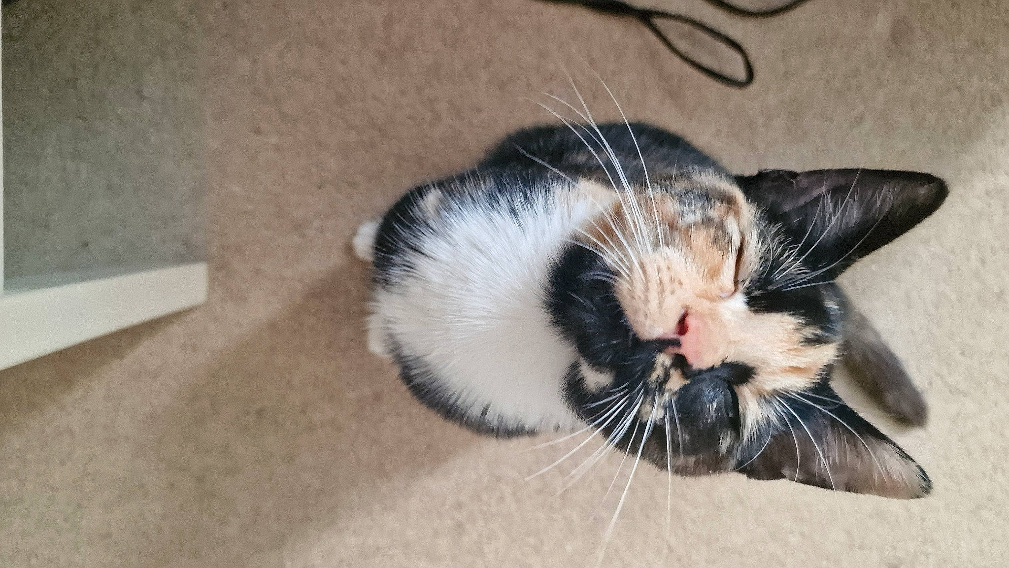 Crumpet is registered to the contest to win money with this photo: carnivore, cat, claw, comfort, domestic_short_haired_cat, felidae, foot, fur, paw, small_to_medium_sized_cats, snout, tail, whiskers