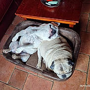 Albert Et Joyce participe au concours pour gagner de l'argent avec cette photo : animal, architecture, boxer, building, bulldog, canine, couch, dog, frenchbulldog, furniture, hardwood, indoors, livingroom, path, pet, pitbull, pug, puppy, room, wood