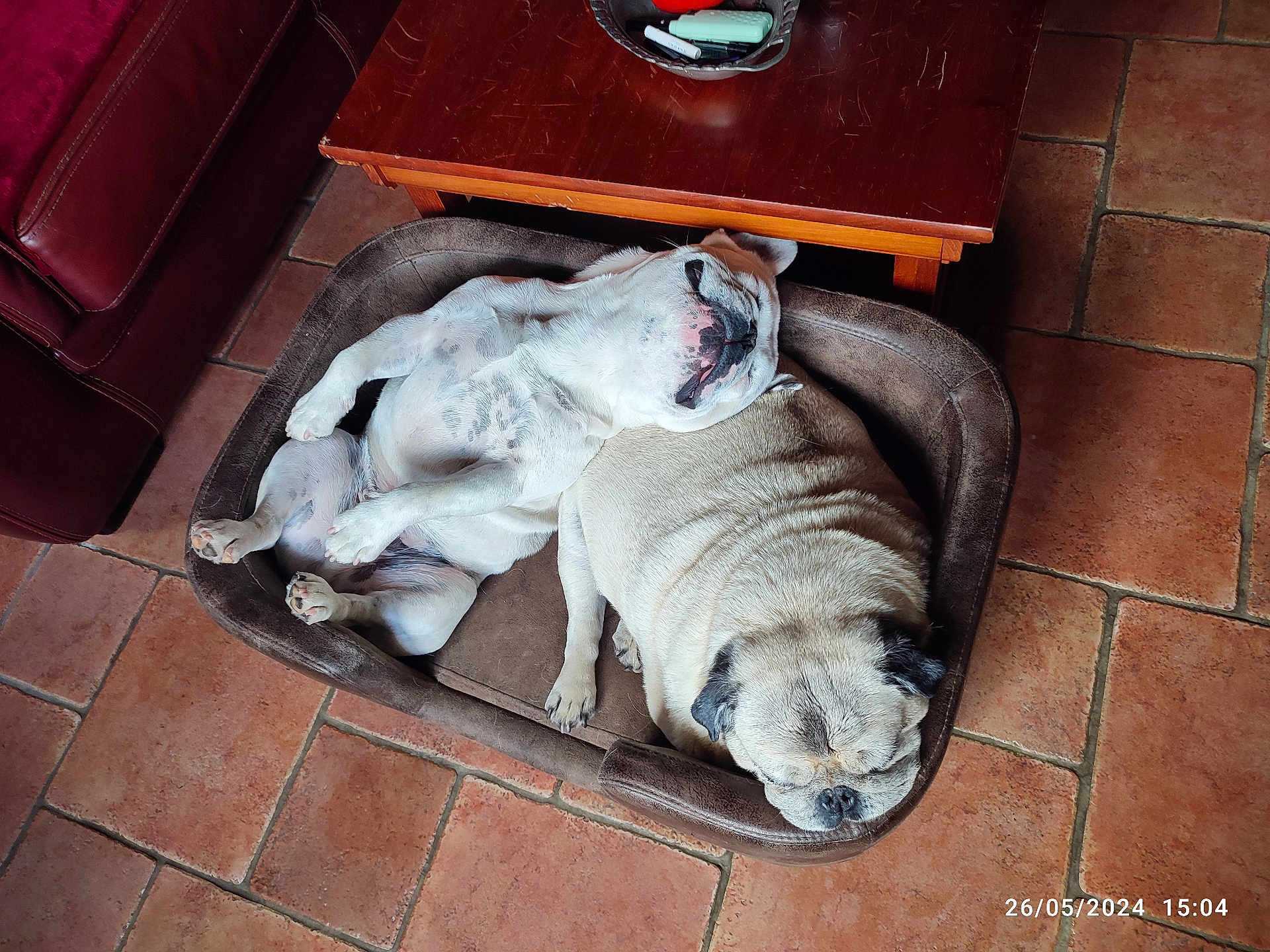 Albert Et Joyce participe au concours pour gagner de l'argent avec cette photo : animal, architecture, boxer, building, bulldog, canine, couch, dog, frenchbulldog, furniture, hardwood, indoors, livingroom, path, pet, pitbull, pug, puppy, room, wood