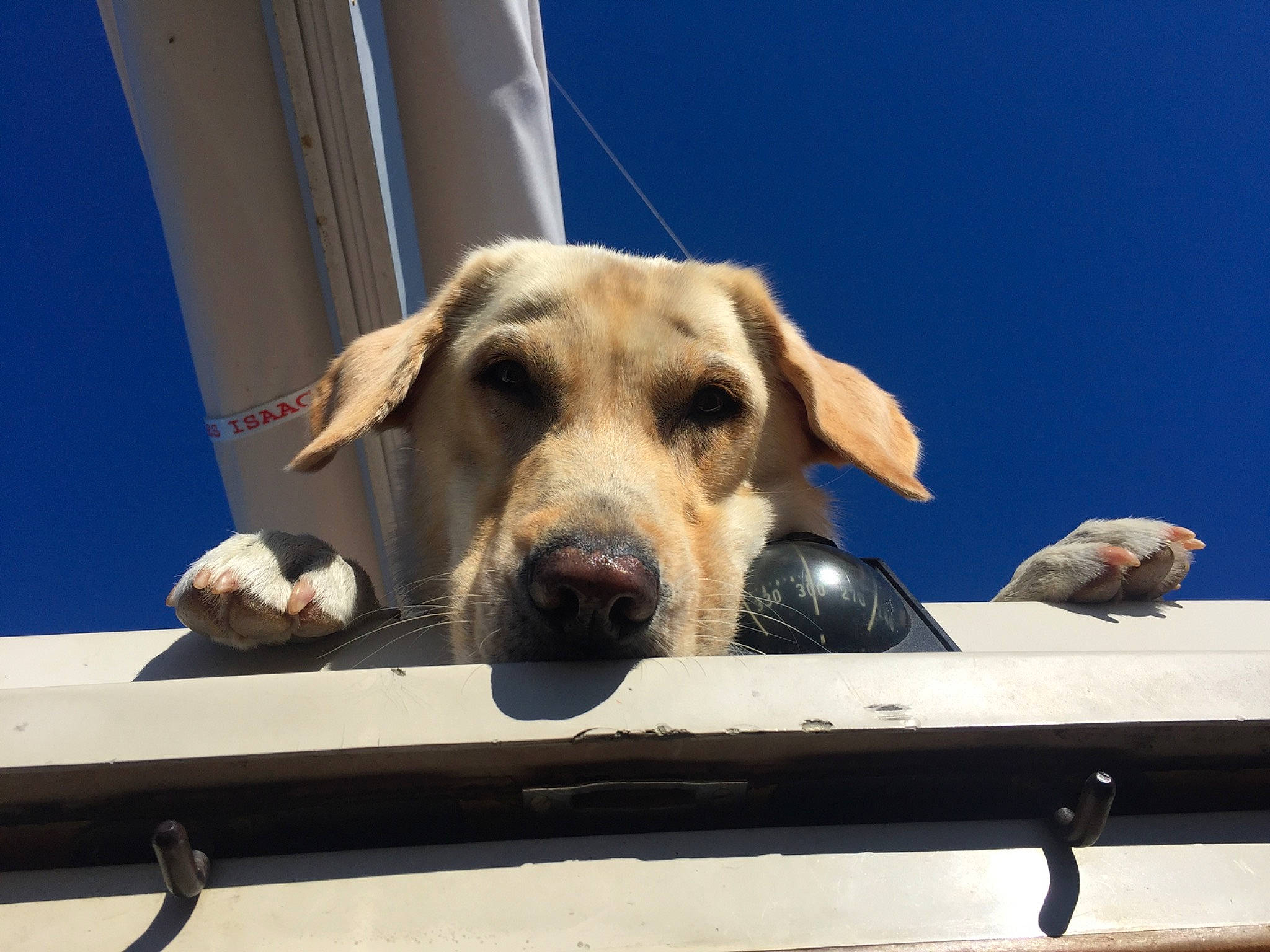 Marley participe au concours pour gagner de l'argent avec cette photo : animal_shelter, canidae, carnivore, collar, companion_dog, dog, dog_breed, dog_collar, fawn, foot, paw, pet_supply, sky, snout, sporting_group, terrestrial_animal, window, wood, working_animal