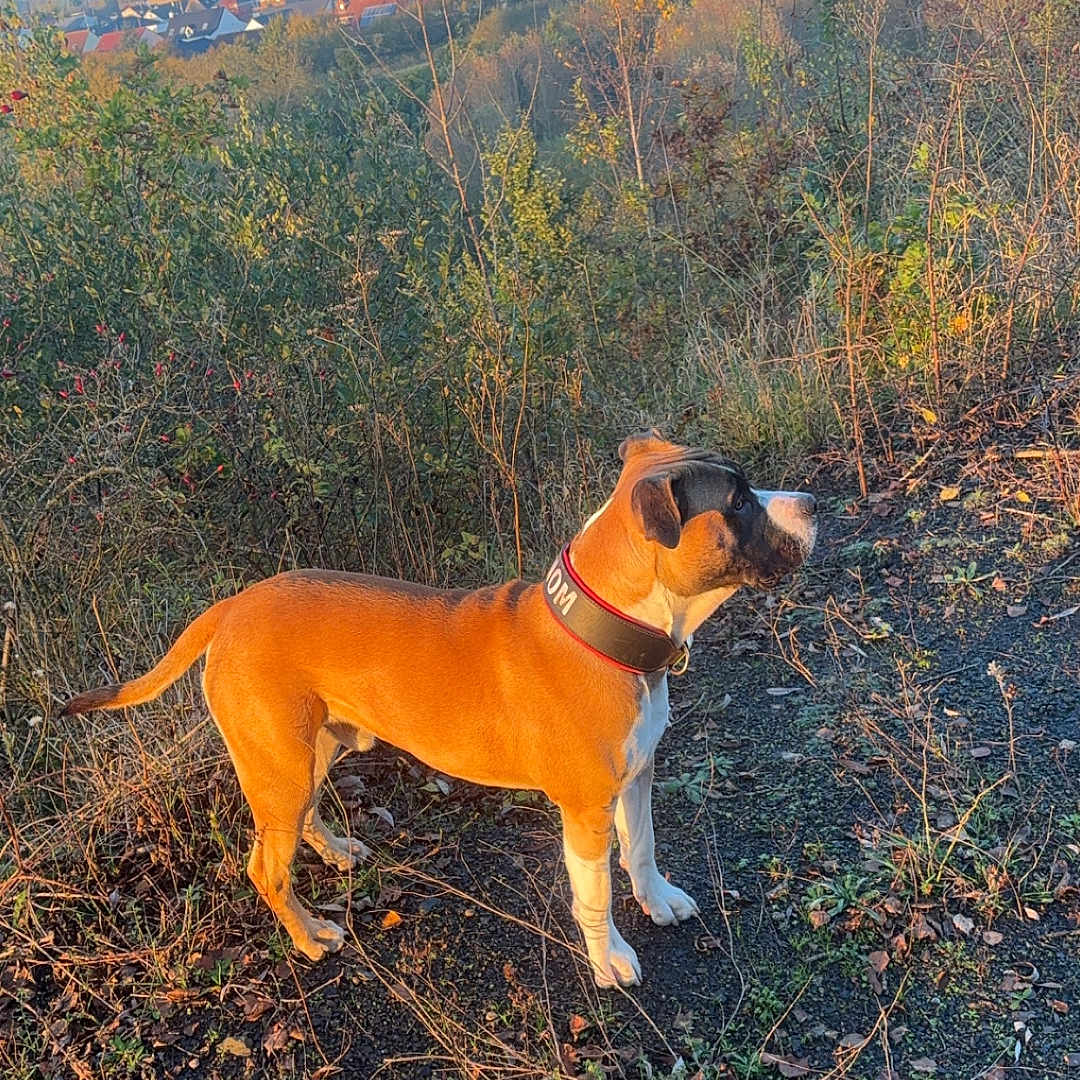 Venom a rejoint le concours — aidez-le/la à gagner de superbes lots ! accessories, animal, boxer, bulldog, canine, dog, field, grass, grassland, hound, nature, outdoors, pet, plant, puppy, soil, strap, tree, vegetation, wilderness