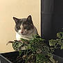 Poé participe au concours pour gagner de l'argent avec cette photo : animal, background, cat, closeup, container, curious, curtain, domestic, feline, greenery, houseplant, indoor, leaf, looking, nature, pet, plant, potted_plant, soil, wall