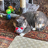 Poé a rejoint le concours — aidez-le/la à gagner de superbes lots ! animal, balls, cat, cat_scratch_tower, cozy, cute, domestic_cat, floor, fur, gray_cat, indoor, mouse_toy, patterned_rug, paw, pet, resting, rug, sleeping_cat, toy, white_cat