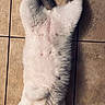 cat, white_cat, gray_cat, lying_down, floor, tile_floor, pet, animal, mouth_open, playful, feet, sneakers, shoes, human, indoor, cute, fur, relaxed, looking_up, domestic_animal