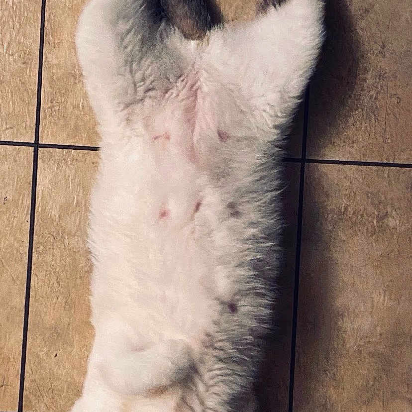 Melo