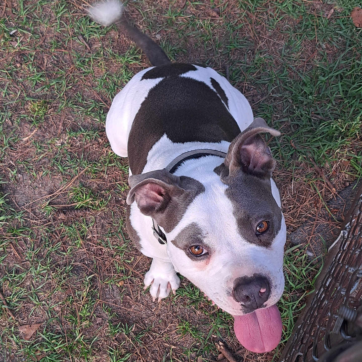 Smoke is registered to the contest to win money with this photo: animal, black_and_white, brown_eyes, canine, close_up, collar, dog, ears, fence, grass, ground, happy, looking_up, nature, outdoor, pet, playful, summer, tail, tongue_out
