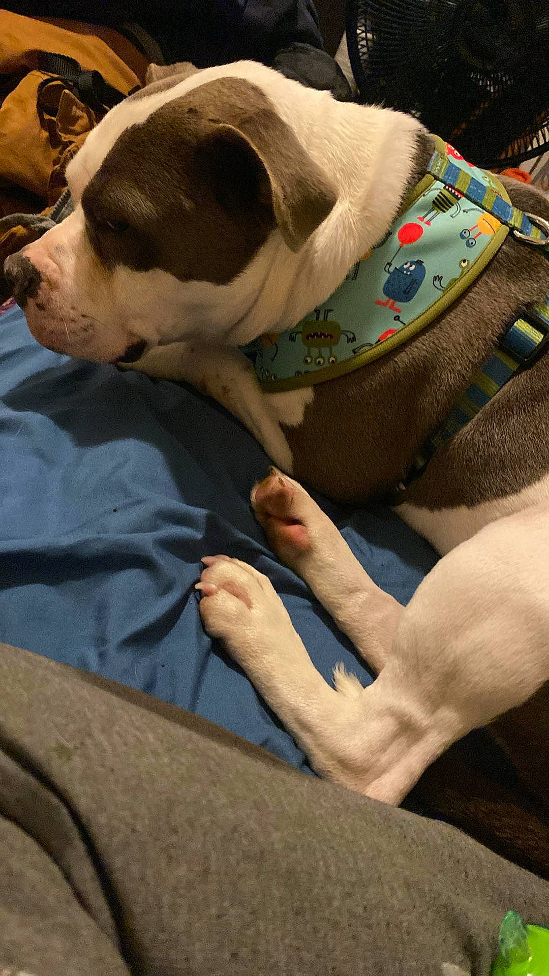 Smoke is registered to the contest to win money with this photo: bulldog, carnivore, chest, collar, comfort, companion_dog, dog, dog_breed, dog_supply, elbow, fawn, gesture, human_leg, knee, linens, nail, pattern, thumb, working_animal, wrist