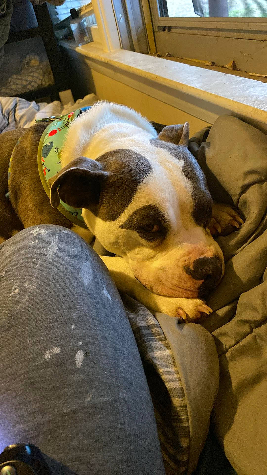 Smoke joined the competition — help win amazing prizes! canidae, carnivore, collar, comfort, companion_dog, dog, dog_breed, dog_supply, eye, fawn, fur, nap, non_sporting_group, snout, sporting_group, terrestrial_animal, whiskers, window, working_animal