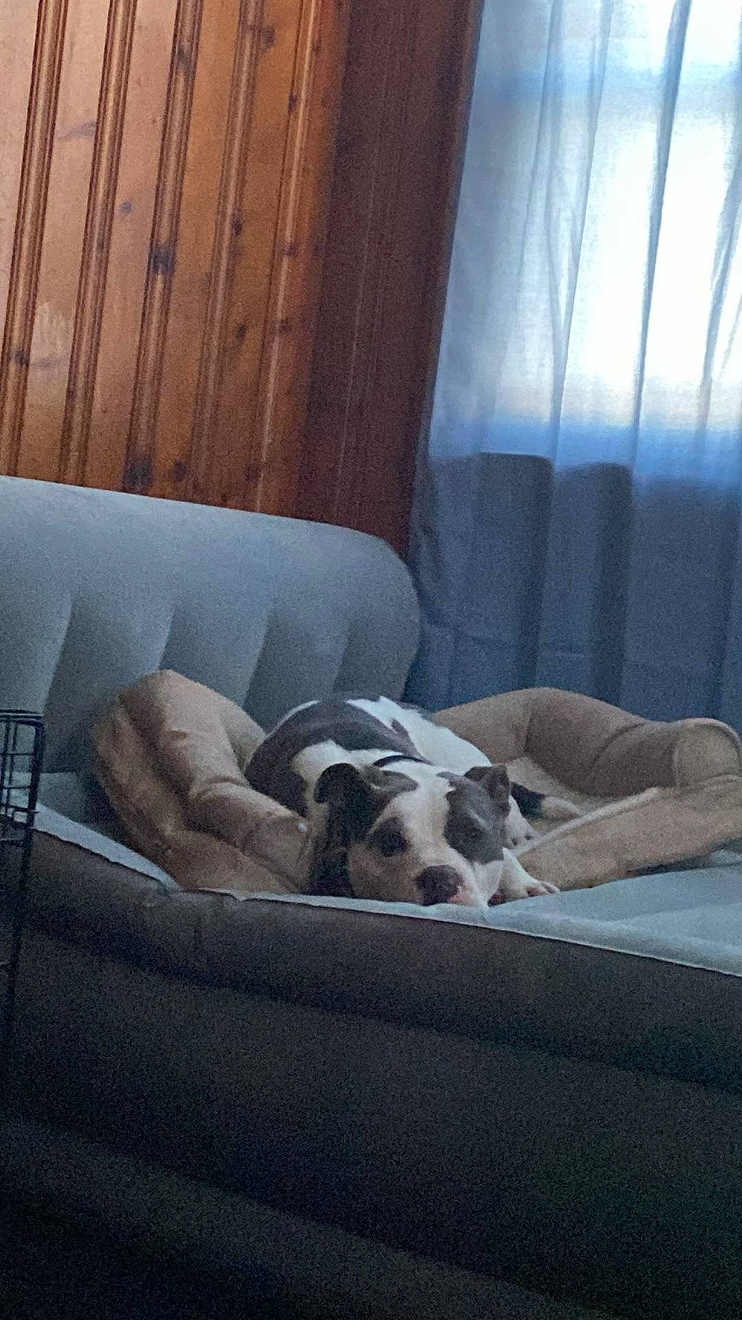 Smoke joined the competition — help win amazing prizes! carnivore, comfort, companion_dog, couch, curtain, dog, dog_breed, fawn, flooring, grey, hardwood, interior_design, living_room, pet_supply, room, sofa_bed, sporting_group, tints_and_shades, window_treatment, wood