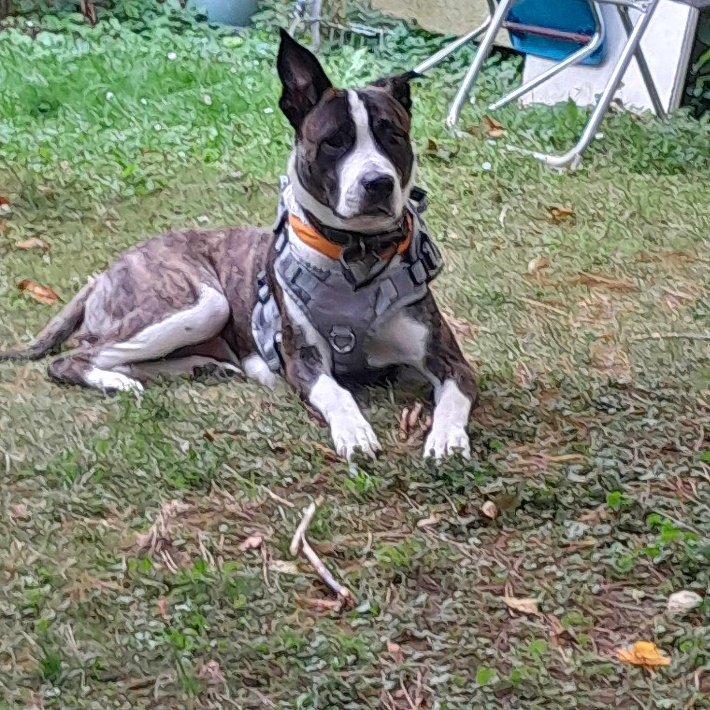 Nyna participe au concours pour gagner de l'argent avec cette photo : animal, backyard, ball, bostonbull, bulldog, canine, dog, football, grass, indoors, interiordesign, nature, outdoors, pet, plant, pottedplant, soccer, soccerball, sport, yard