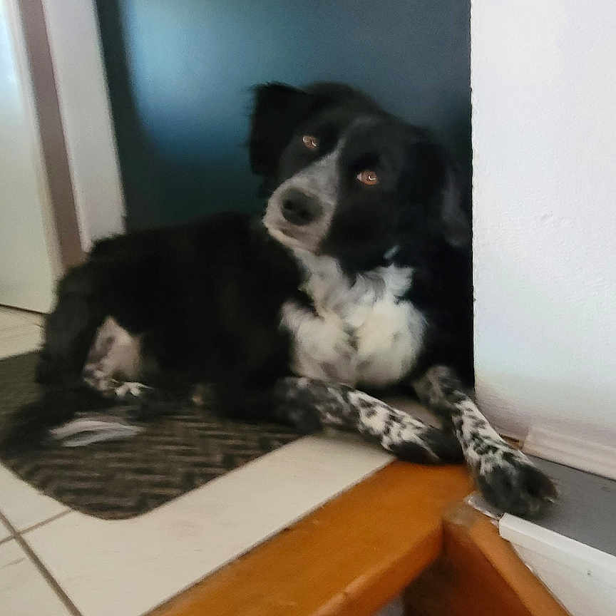 Lili a rejoint le concours — aidez-le/la à gagner de superbes lots ! animal, black_and_white, companion, corner, curious, dog, domestic_animal, ears, floor, fur, home, indoor, looking_up, lying_down, paw, pet, quiet, resting, tile, wood