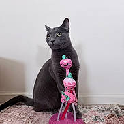Dorian is registered to the contest to win money with this photo: animal, cat, curious, cute, decor, domestic, ears, feline, floor, gray_cat, house, indoor, pet, pink_toy, playful, rug, sitting, toy, wall, whiskers