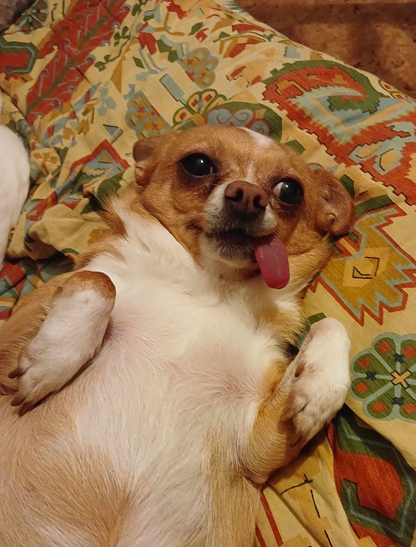 Noisette a rejoint le concours — aidez-le/la à gagner de superbes lots ! dog, tongue_out, lying_down, cute, pet, small_dog, brown_and_white, fur, paw, blanket, patterned_blanket, relaxed, indoors, animal, companion, playful, friendly, adorable, canine, resting