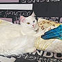 cat, white_cat, heterochromia, blue_eye, yellow_eye, fluffy, pillow, couch, indoor, text, decor, pattern, floral, relaxed, pet, animal, feline, resting, soft, cozy