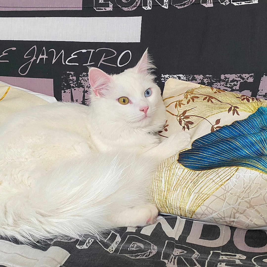 Kasper participe au concours pour gagner de l'argent avec cette photo : animal, blue_eye, cat, couch, cozy, decor, feline, floral, fluffy, heterochromia, indoor, pattern, pet, pillow, relaxed, resting, soft, text, white_cat, yellow_eye