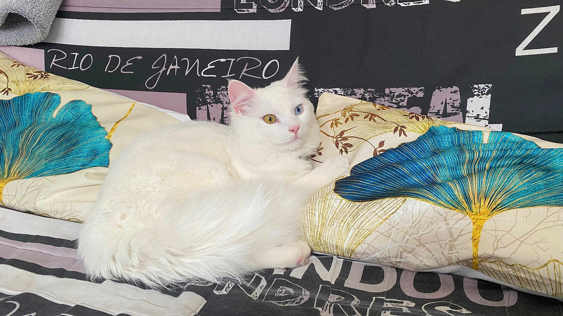 Kasper participe au concours pour gagner de l'argent avec cette photo : cat, white_cat, heterochromia, blue_eye, yellow_eye, fluffy, pillow, couch, indoor, text, decor, pattern, floral, relaxed, pet, animal, feline, resting, soft, cozy