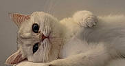 Mei Mei joined the competition — help win amazing prizes! cat, white_cat, fluffy, paw, lying_down, pet, animal, cute, feline, whiskers, ears, relaxed, soft_lighting, indoor, closeup, portrait, cozy, sleepy, adorable, stretching