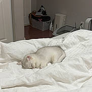 Mei Mei is registered to the contest to win money with this photo: kitten, sleeping, bed, white_bedding, indoor, cozy, cute, pet, animal, resting, feline, small, fur, peaceful, domestic, soft, quiet, comfortable, blanket, home