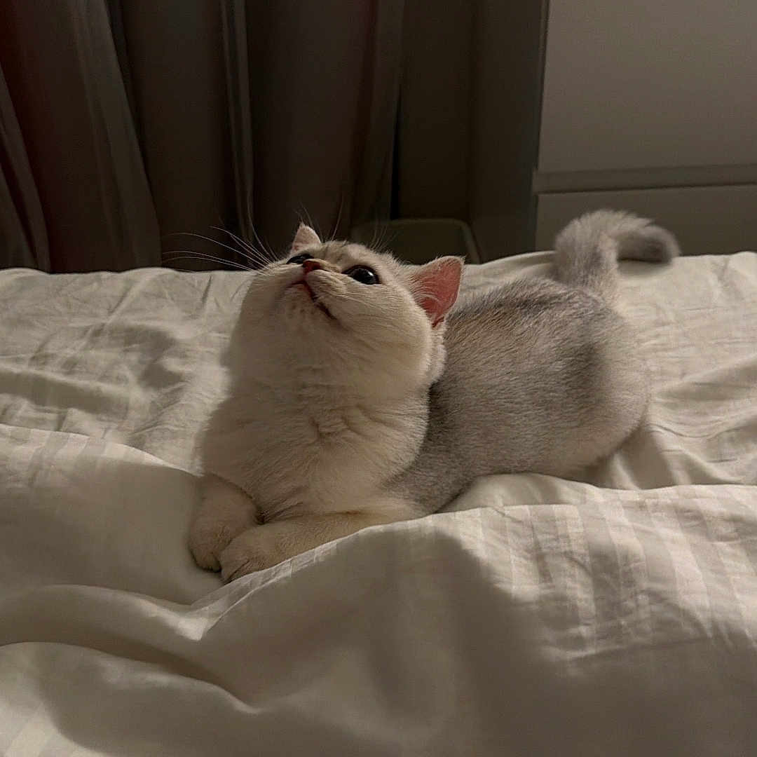 Mei Mei