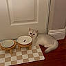 Mei Mei is registered to the contest to win money with this photo: kitten, cat, pet, floor, door, feeding_bowl, checkered_mat, wooden_floor, curious, indoor, animal, small, feline, resting, white_cat, grey_cat, cute, young_cat, household, domestic_pet