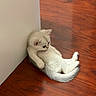 Mei Mei is registered to the contest to win money with this photo: kitten, cat, white_cat, fluffy, pet, animal, indoor, floor, wooden_floor, relaxed, cute, young_cat, feline, small, sitting, resting, household, domestic_animal, fur, curious