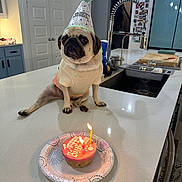 Sky joined the competition — help win amazing prizes! animal, birthday, candle, celebration, countertop, cupcake, dog, faucet, festive, food, indoor, kitchen, modern_kitchen, party_hat, pet, pet_clothing, plate, pug, sink, small_dog