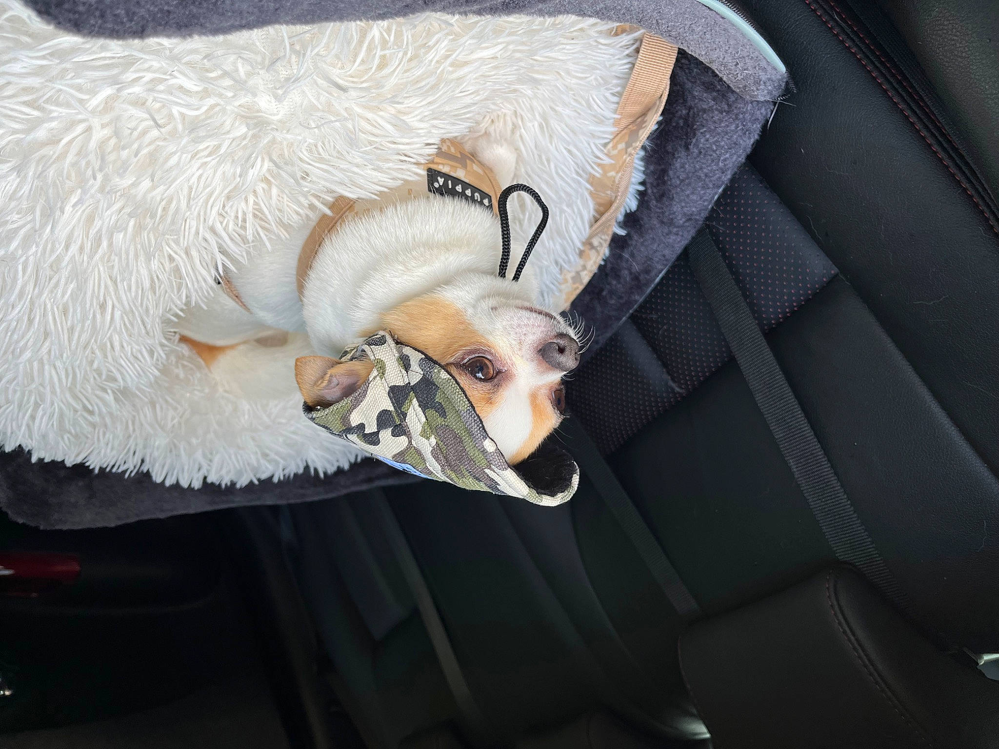 Milton De Nottingley a rejoint le concours — aidez-le/la à gagner de superbes lots ! auto_part, automotive_lighting, canidae, carnivore, claw, comfort, companion_dog, dog_breed, fashion_accessory, fur, linens, sporting_group, tail, vehicle_door