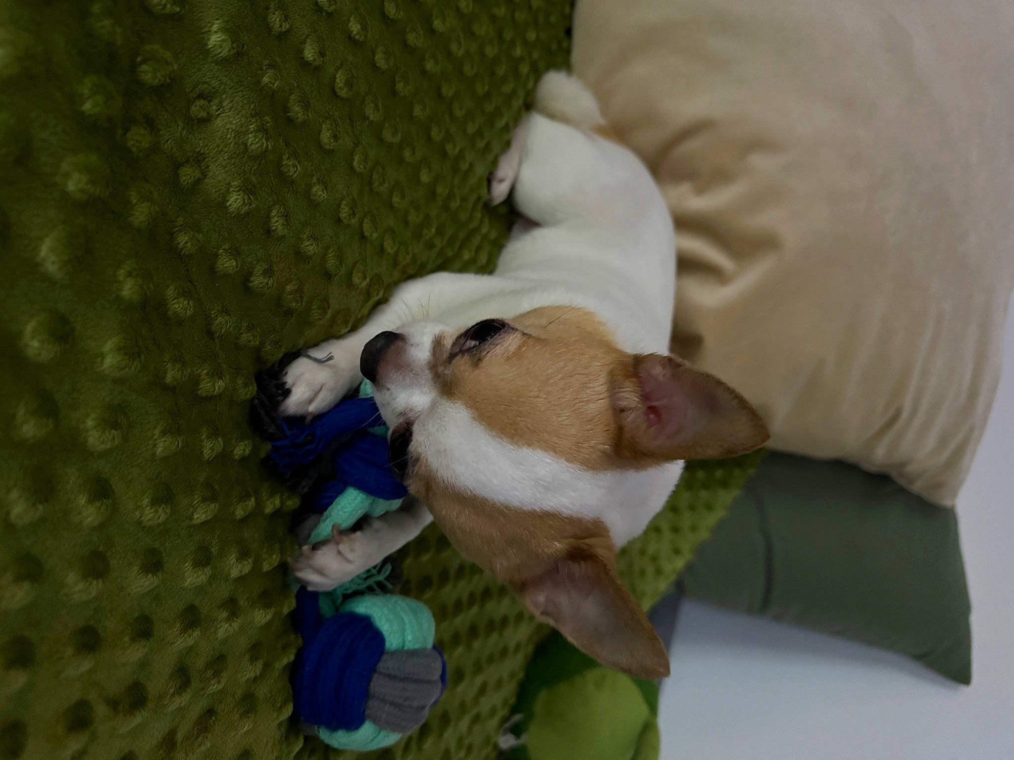 Milton De Nottingley participe au concours pour gagner de l'argent avec cette photo : canidae, comfort, companion_dog, couch, dog, dog_breed, fawn, flooring, fur, linens, nap, room, sleep, sporting_group, tail, wood