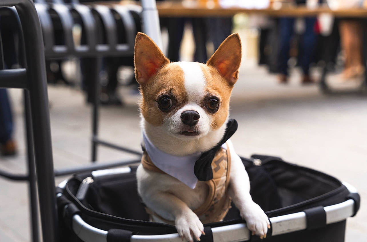 Milton De Nottingley