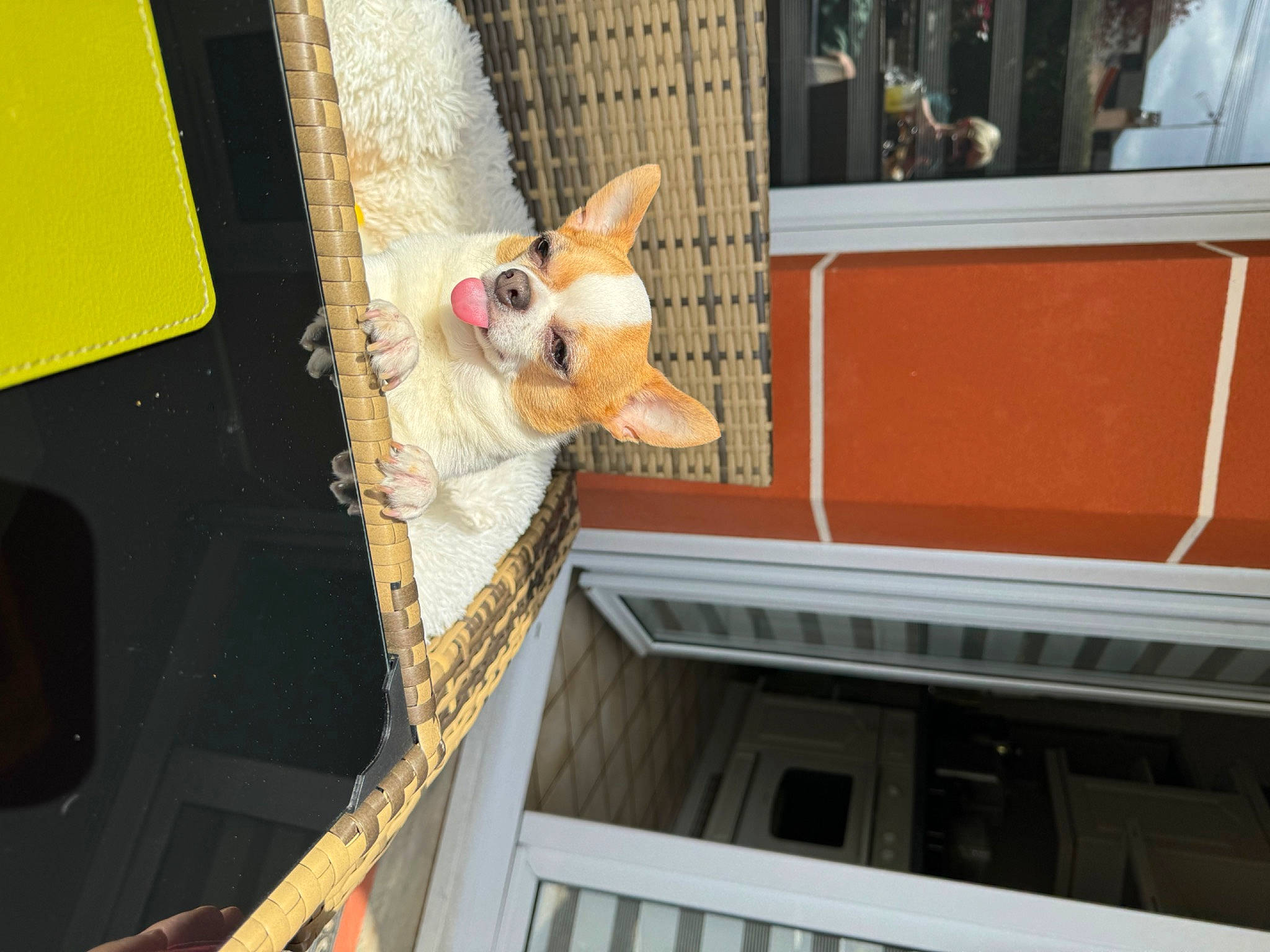 Milton De Nottingley a rejoint le concours — aidez-le/la à gagner de superbes lots ! animal_shelter, building, canidae, carnivore, dog, dog_breed, fawn, felidae, rope, small_to_medium_sized_cats, snout, tail, toy, tree, vehicle_door, whiskers, wildlife, window, wood