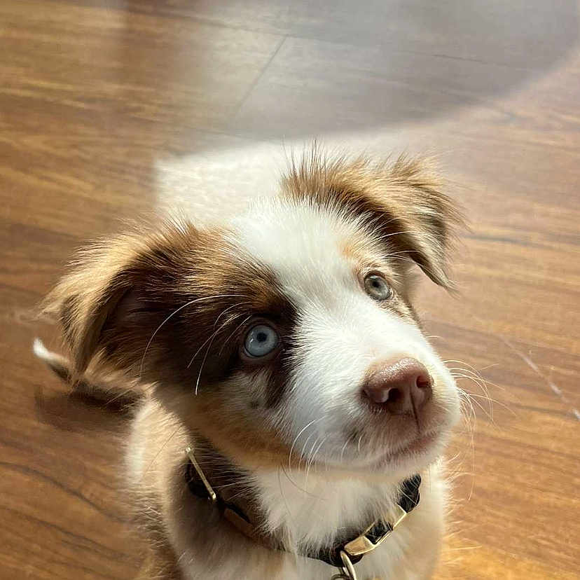 Ulysse a rejoint le concours — aidez-le/la à gagner de superbes lots ! accessories, animal, canine, cockerspaniel, dog, goldenretriever, hardwood, hound, husky, indoors, interiordesign, leash, papillon, pet, plywood, puppy, snout, stainedwood, strap, wood