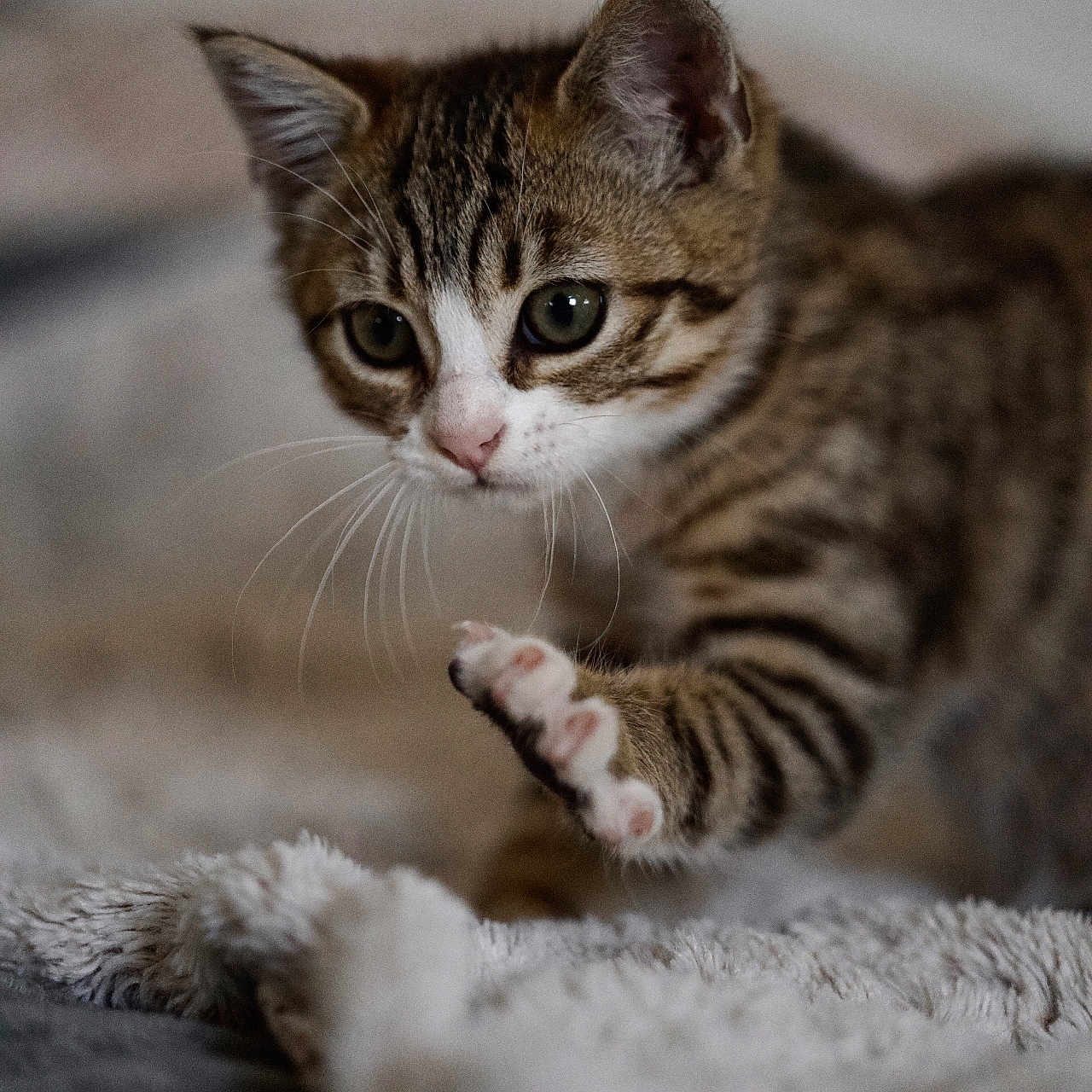 Atlas participe au concours pour gagner de l'argent avec cette photo : animal, cat, close_up, cozy, curious, cute, feline, focused, fur, indoor, kitten, paw, pet, playful, small, soft_blanket, striped, warm, whiskers, young