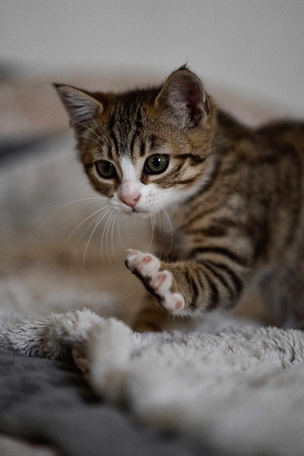 Atlas participe au concours pour gagner de l'argent avec cette photo : kitten, cat, paw, whiskers, fur, striped, curious, playful, soft_blanket, close_up, indoor, pet, animal, young, feline, cute, focused, cozy, warm, small