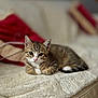 Atlas participe au concours pour gagner de l'argent avec cette photo : kitten, cat, tabby, pet, animal, feline, cute, indoor, sofa, blanket, relaxed, young, fur, whiskers, ears, paws, home, comfort, resting, curious