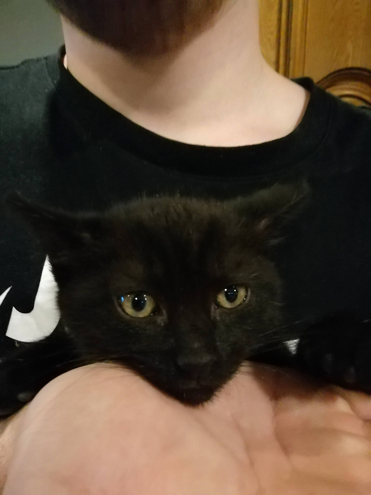 Max a rejoint le concours — aidez-le/la à gagner de superbes lots ! beard, black, carnivore, cat, domestic_short_haired_cat, electric_blue, fashion_accessory, felidae, fur, sleeve, small_to_medium_sized_cats, snout, t_shirt, terrestrial_animal, top, whiskers