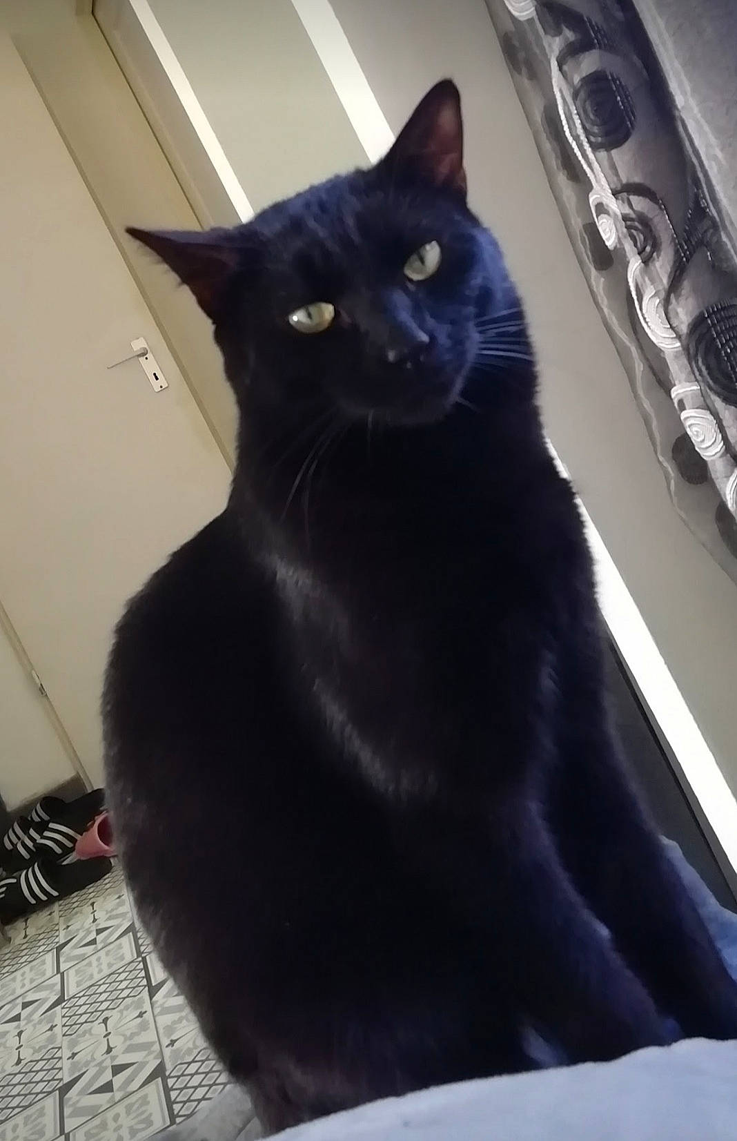 Max participe au concours pour gagner de l'argent avec cette photo : black_cat, bombay, carnivore, cat, domestic_short_haired_cat, electric_blue, felidae, fur, grey, shadow, small_to_medium_sized_cats, snout, tail, whiskers, window