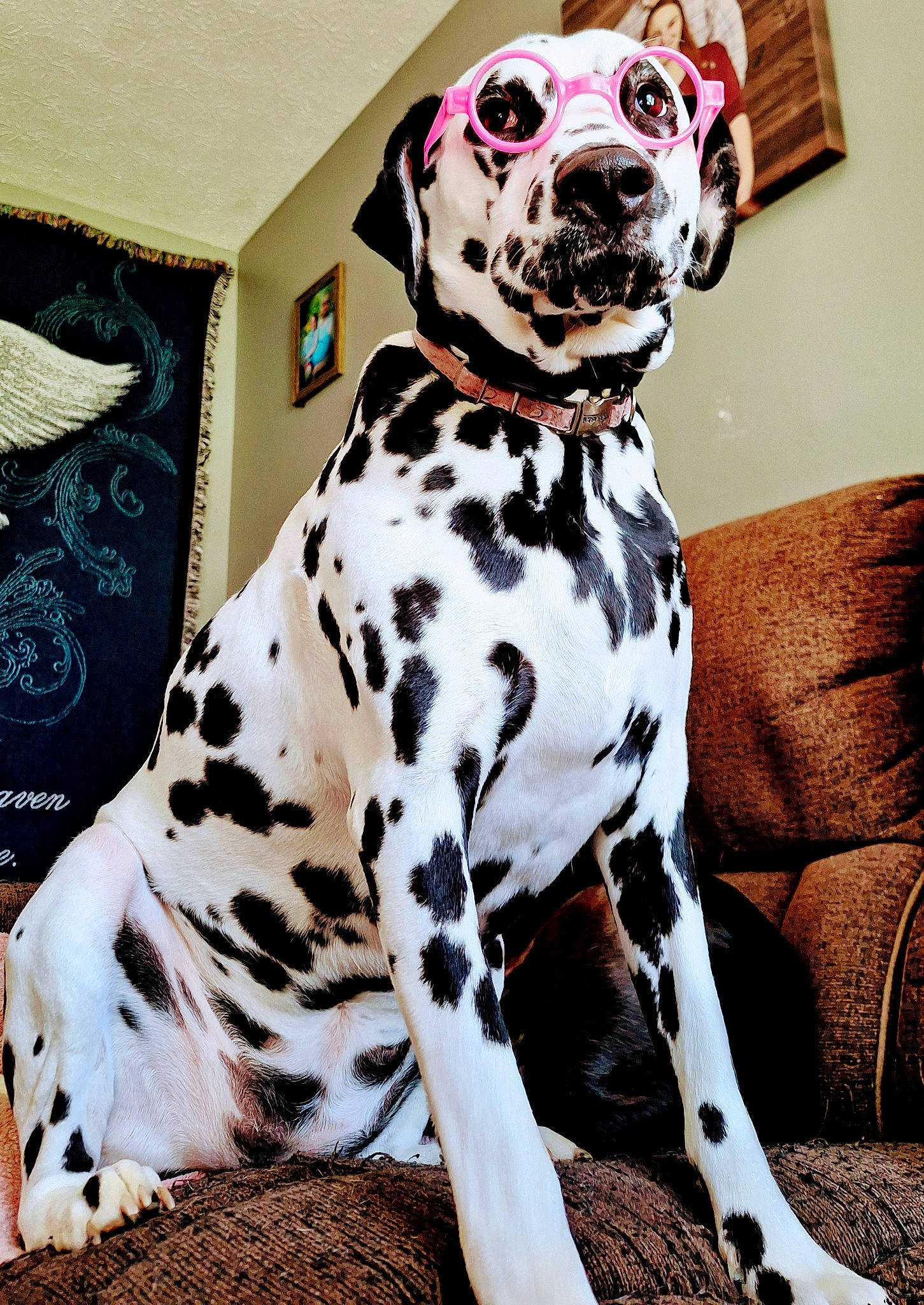 Akira joined the competition — help win amazing prizes! canidae, carnivore, collar, companion_dog, dalmatian, dog, dog_breed, dog_collar, dog_supply, fawn, fur, non_sporting_group, pattern, paw, pet_supply, picture_frame, sitting, snout, sporting_group, working_animal