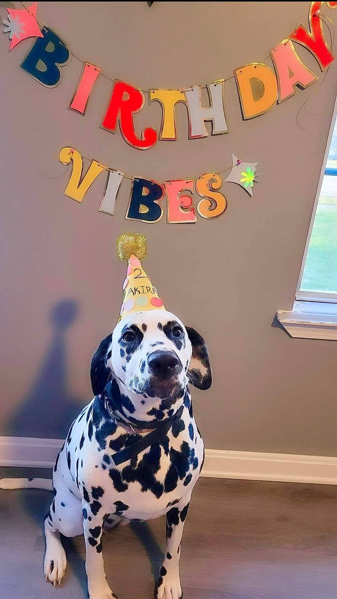 Akira joined the competition — help win amazing prizes! canidae, carnivore, companion_dog, dalmatian, dog, dog_breed, dog_collar, dog_supply, fawn, flooring, font, logo, metal, photo_caption, picture_frame, snout, sporting_group, whiskers, window, working_animal